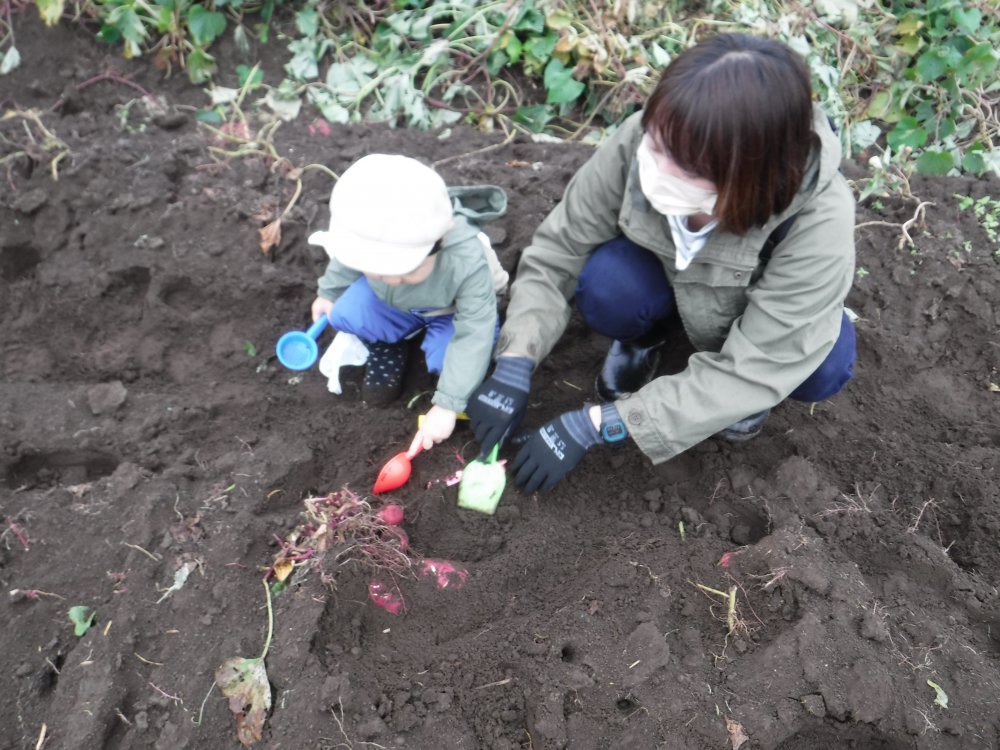 【けやきっ子】サツマイモ掘り