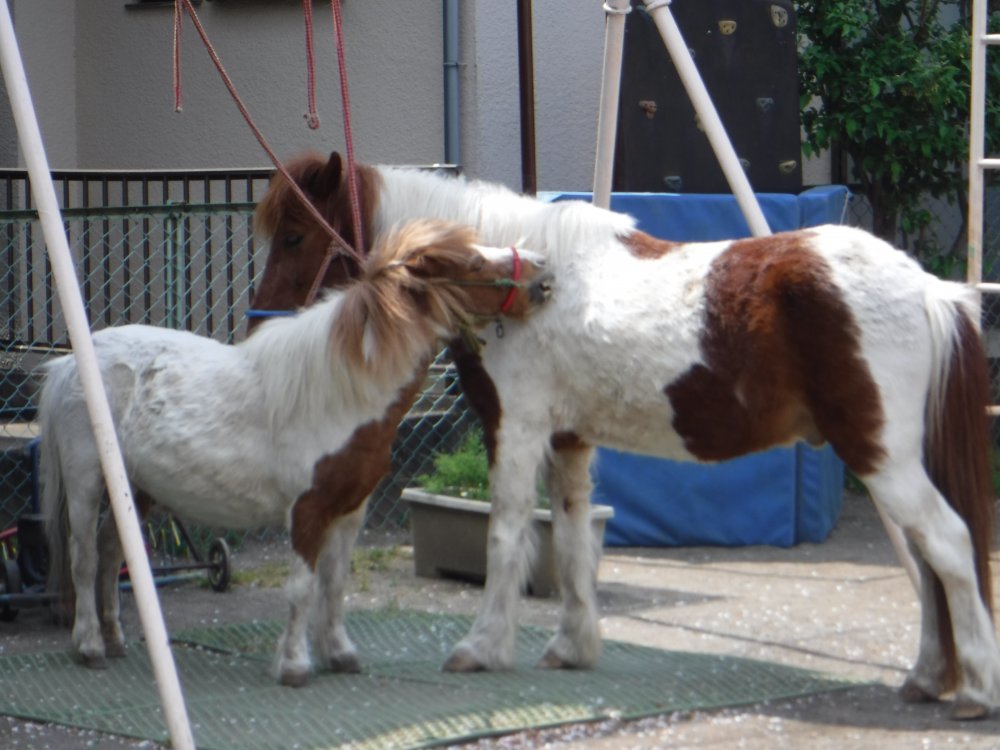 【けやき】ポニーと遊ぼう