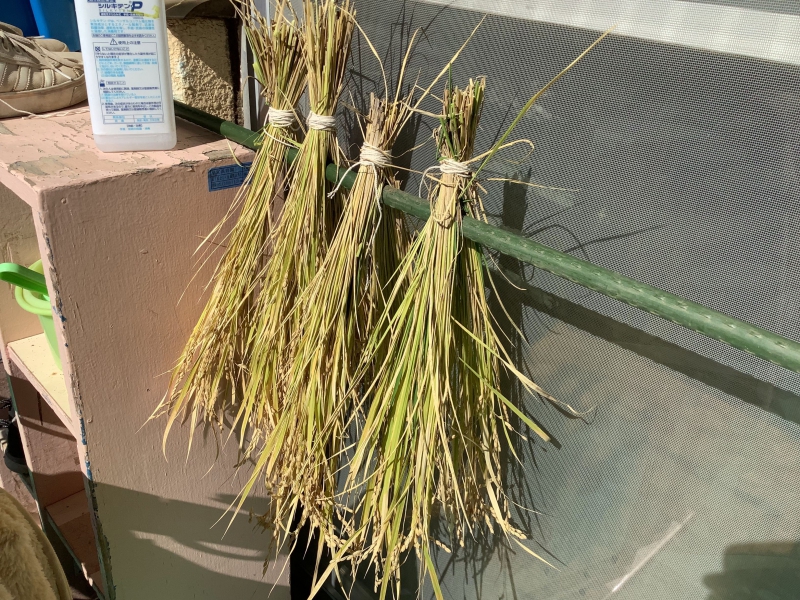 【はやみや】2021秋の実り