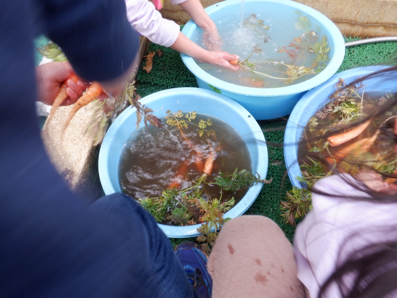 【はやみや】年長　冬野菜収穫