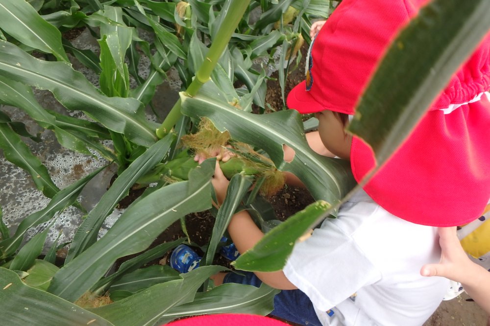 【きらり】きらりファームで○○を大収穫！