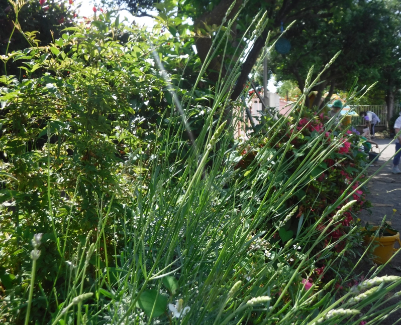 【はやみや】年中　年長　稲作に挑戦しました