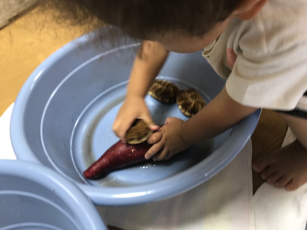 【わかば】サツマイモを洗ったよ