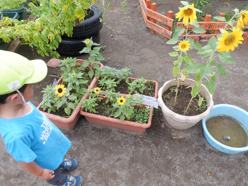 【はやみや】夏の園庭