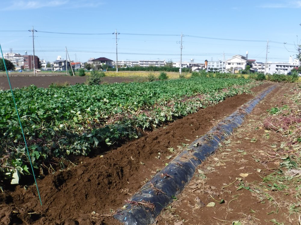 【けやきっ子】10/23 おいもほり
