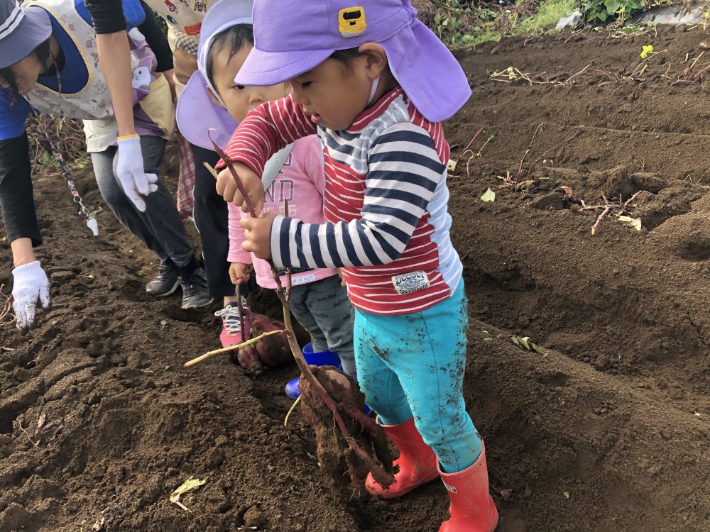 【ぴよぴよ】おいもほりに行ってきました