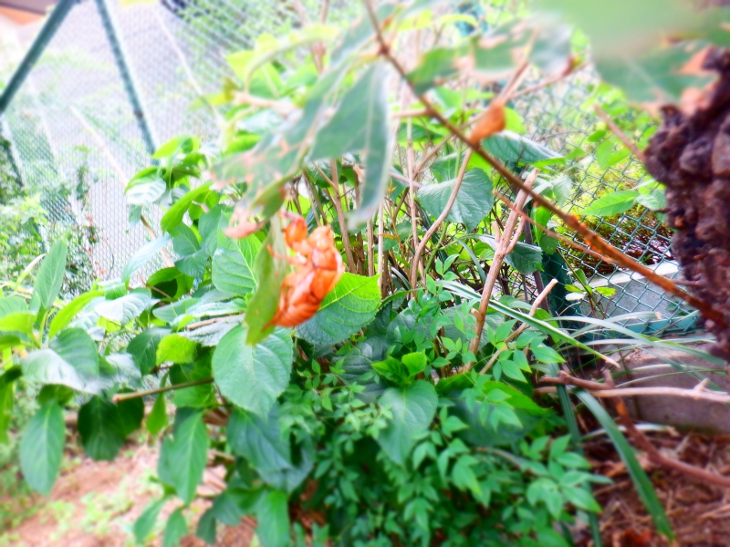 【はやみや】年中年長～カブト虫野外探索～