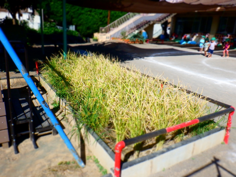 【はやみや】年長、年中　～稲狩り～