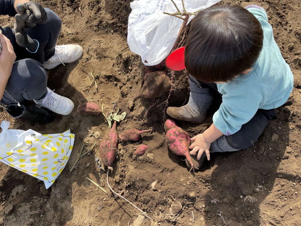 【けやきっこ】サツマイモ掘り