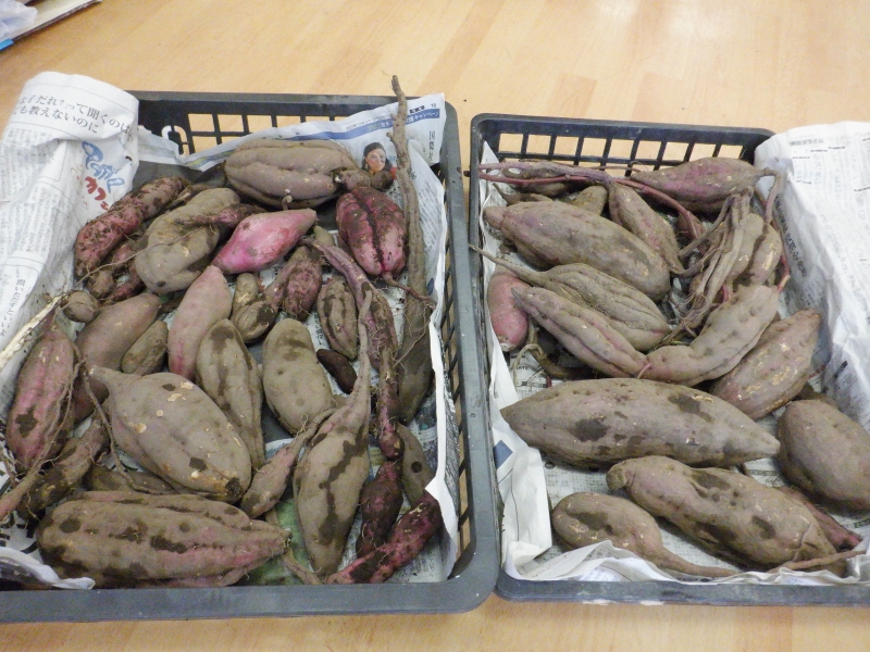 【はやみや】年長　～さつまいも収穫、薪割り体験～