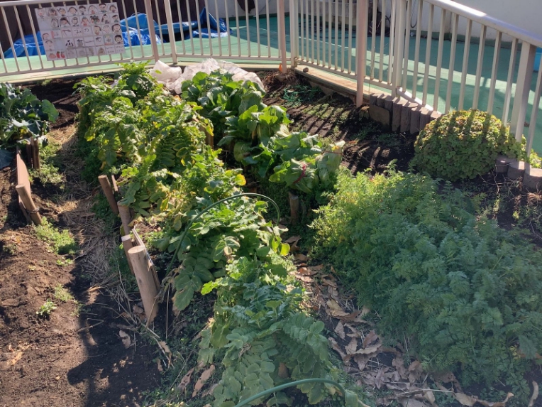 【はやみや】年長 冬野菜収穫