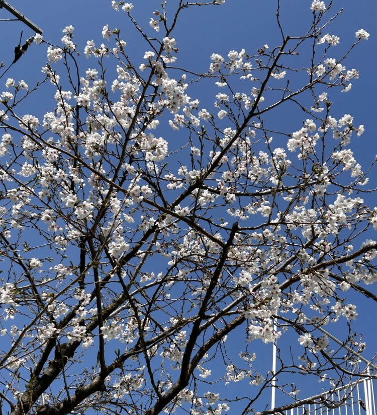 【わかば】桜 満開です