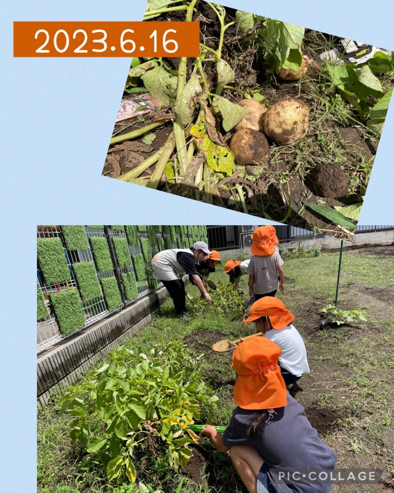 【きらり】じゃがいもほり