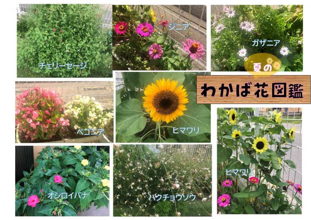 【わかば】夏の花図鑑