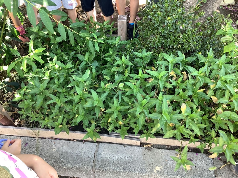 【はやみや】年長　森村先生とコラボ　葉っぱの叩き染め