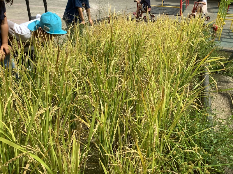 【はやみや】2023　稲作体験～稲刈り～