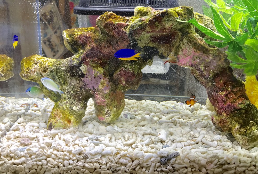 はやみやアクアに新しい仲間が!!