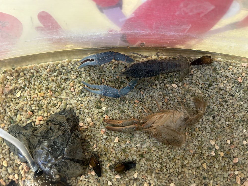 青色のザリガニ