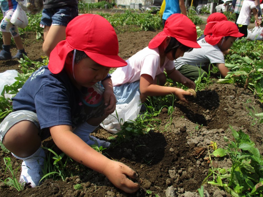 おいもほりをしました。