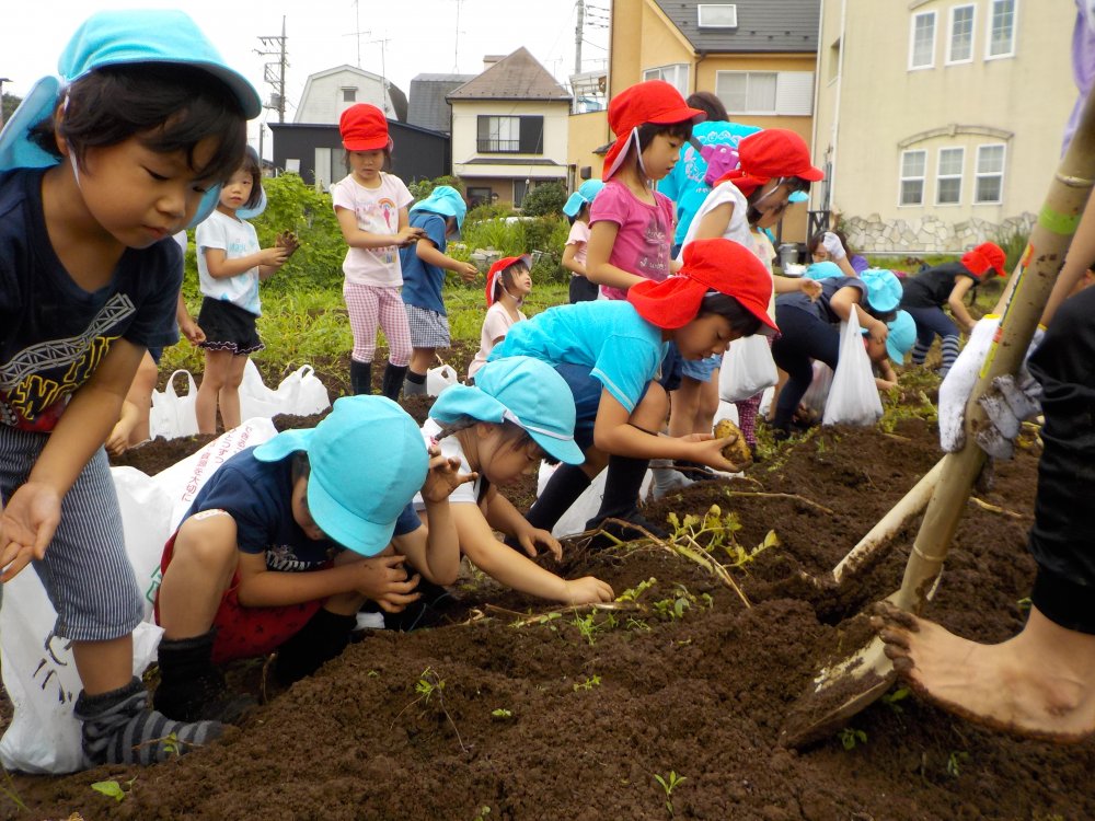 《わかば》じゃがいも掘り！