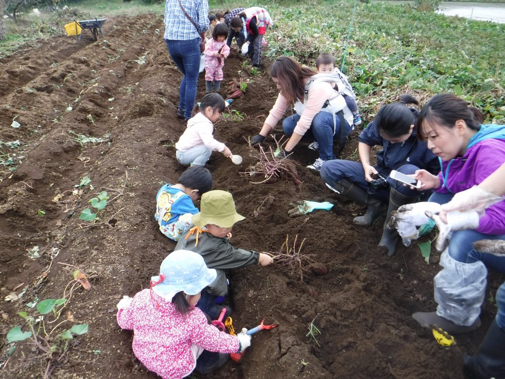 【けやきっ子】おいもほり！