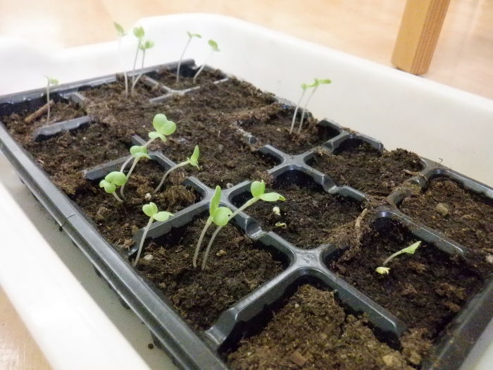 【はやみや】年長　冬野菜の植え込み