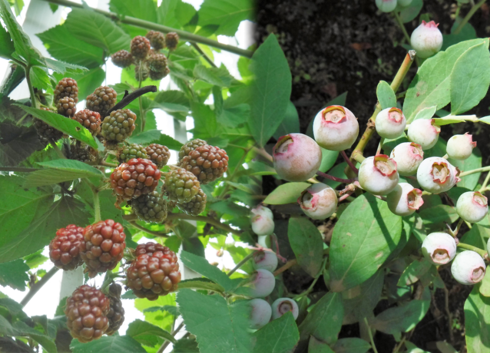 園庭のブラックベリーとブルーベリー