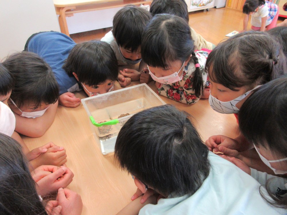 《わかば》松ぼっくり実験！