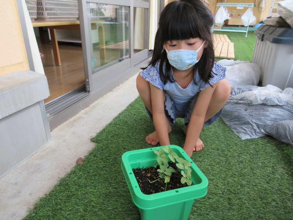 《わかば》アサガオの観察！