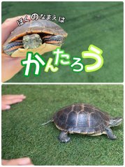 【わかば】亀の「かんたろう」大人気♬
