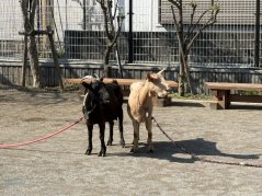【けやきっ子】土曜日企画：移動動物園