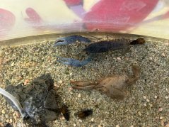 青色のザリガニ