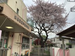 【はやみや】春爛漫～今年度もよろしくお願いします～