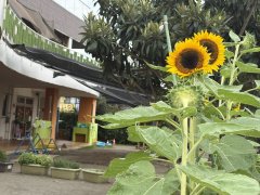やっと！！ヒマワリが咲きました