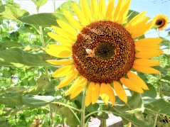 【きらり】夏の思い出