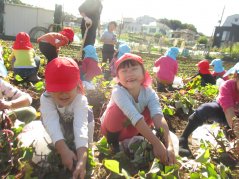 《わかば》さつま芋掘り（にじ・たいよう組）
