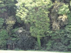 《わかば》不思議みっけ「緑の木！」