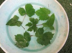 《わかば》つる植物探し散歩へ♪