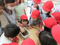 《わかば》いちご栽培実験ー第２弾わくわくが止まらない♪ー