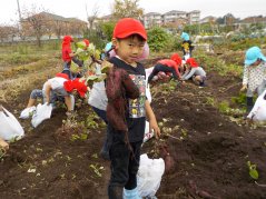 《わかば》　お芋掘りを楽しんできました！