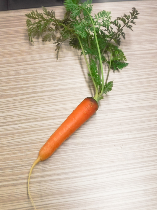 carrot.jpg